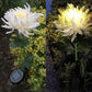2 Pack Solar Chrysanthemum Garden Light