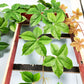 (2 PCS) 160cm 18 Heads Artificial Lvy Plants Fake Leafs Flowers Creeper Green