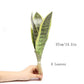 (2 PCS) 22-60cm Tropical Plants Artificial Tiger Piran Tree Branch Fake Succulent