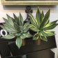 (2 PCS) 40cm 15/20Leaves Large Artificial Succulent Agave Tropical Aloe Plants
