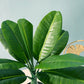 (2 PCS) 40cm 8 Leaves Artificial Banana Tree Desktop Bonsai - Veooy
