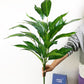 (2 PCS) 75cm 26 Leaves Tropical Monstera Large Artificial Plants - Veooy