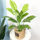 (2 PCS) 80cm 18 Heads Large Artificial Palm Tree Tropical Monstera Plants Green Fake - Veooy