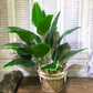 (2 PCS) 85cm 18 Heads Artificial Monstera Large Tropical Palm Plants Plastic - Veooy