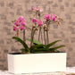 Maple - Indoor Self-Watering Flower Planter